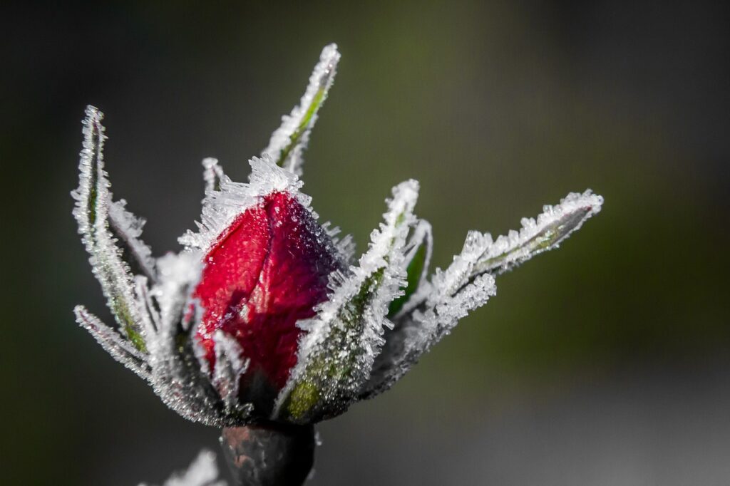 rose, vinter, blomst-610897.jpg